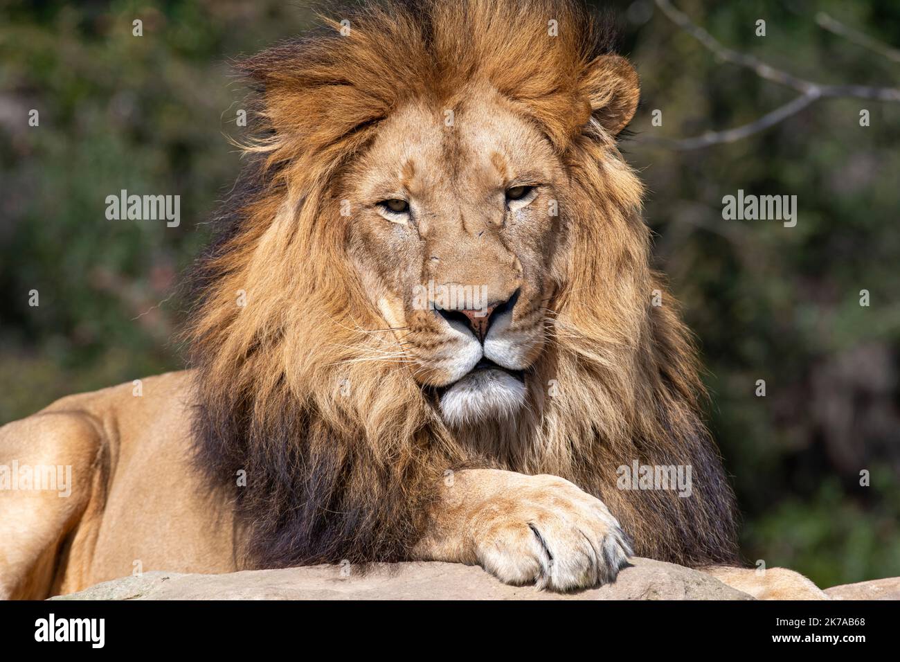 L'African Lion (Panthera leo) Banque D'Images
