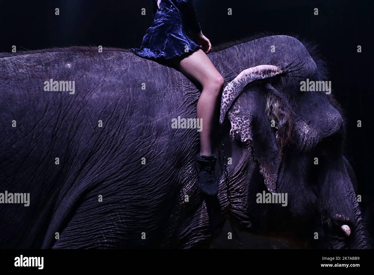 ©PHOTOPQR/PRESSE OCEAN ; LE GRAND CIRQUE DE NOEL DE NANTES AU PARC DES EXPOSITIONS DE LA BEAUJOIRE DU 22 DÉCEMBRE AU 06 JANVIER 2019 PHOTO : ROMAIN BOULANGER - 2020/07/28. Marseille : vers un refus des cirques avec des animaux sauvages. Benoît Payan s'engage à effectuer un travail pour éviter le travail. Marseille, France : il est temps de refuser les cirques avec les animaux sauvages. Banque D'Images