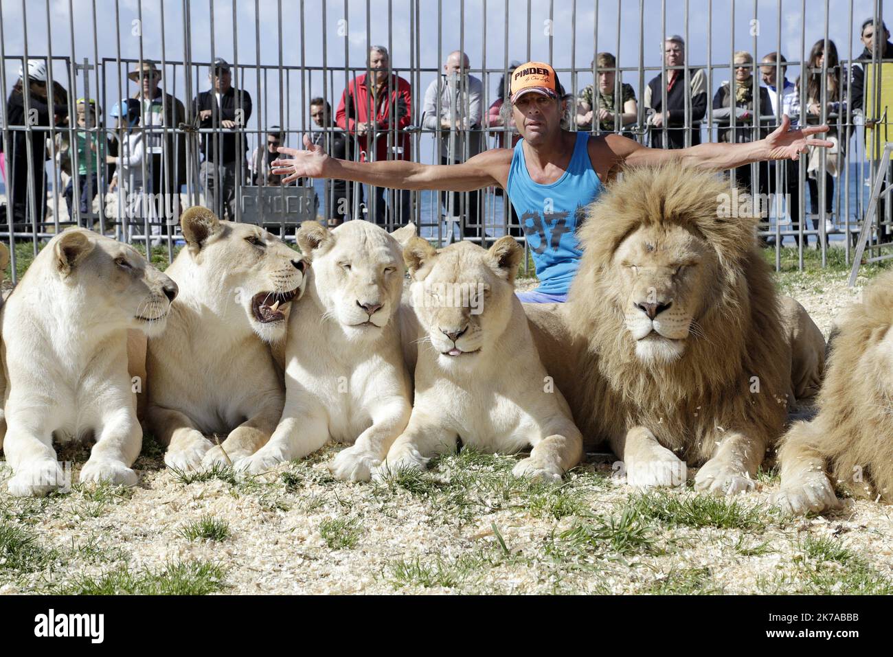 ©PHOTOPQR/LA PROVENCE/SPEICH Frédéric ; Marseille 26/03/2017 Cirque PINDER sur les plages du Prado (8e) pour leur tournée Pinder, la Lémande. Frédéric EDELSTEIN, dompteur de 12 lions blancs - 2020/07/28. Marseille : vers un refus des cirques avec des animaux sauvages. Benoît Payan s'engage à effectuer un travail pour éviter le travail. Marseille, France : il est temps de refuser les cirques avec les animaux sauvages. Banque D'Images