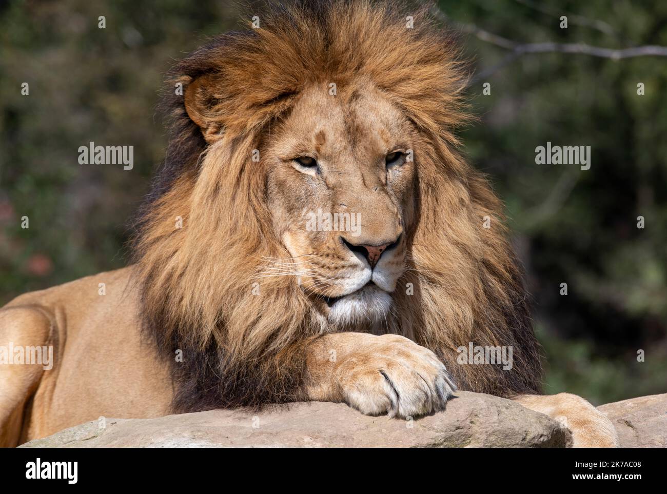 L'African Lion (Panthera leo) Banque D'Images