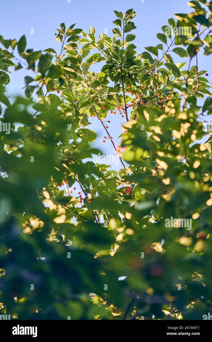 Cerisier en plein soleil en été. Photo de haute qualité Banque D'Images