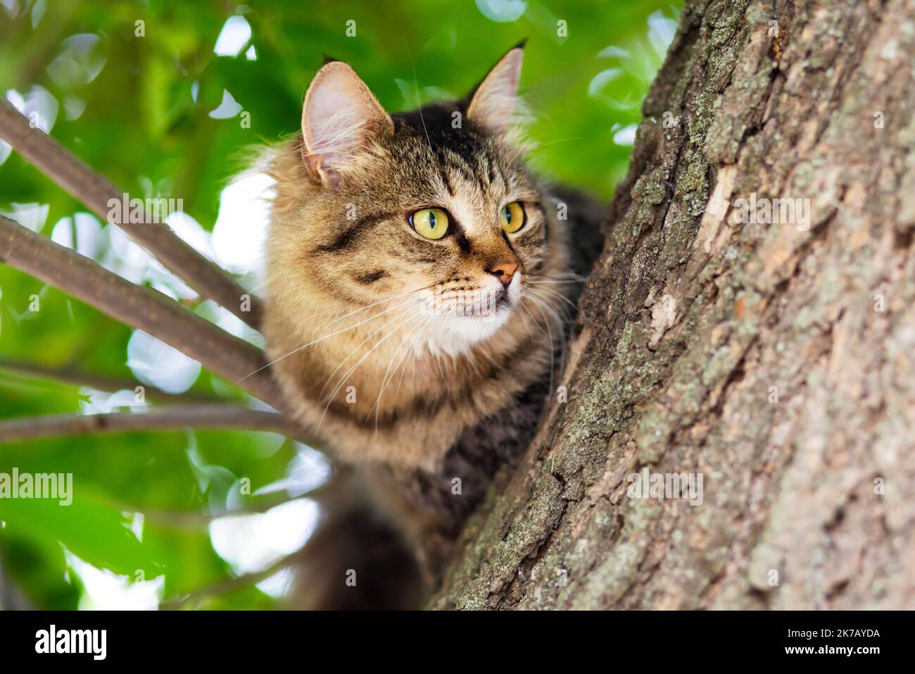 Gros plan d'un beau chat gris assis sur une branche d'arbre Banque D'Images