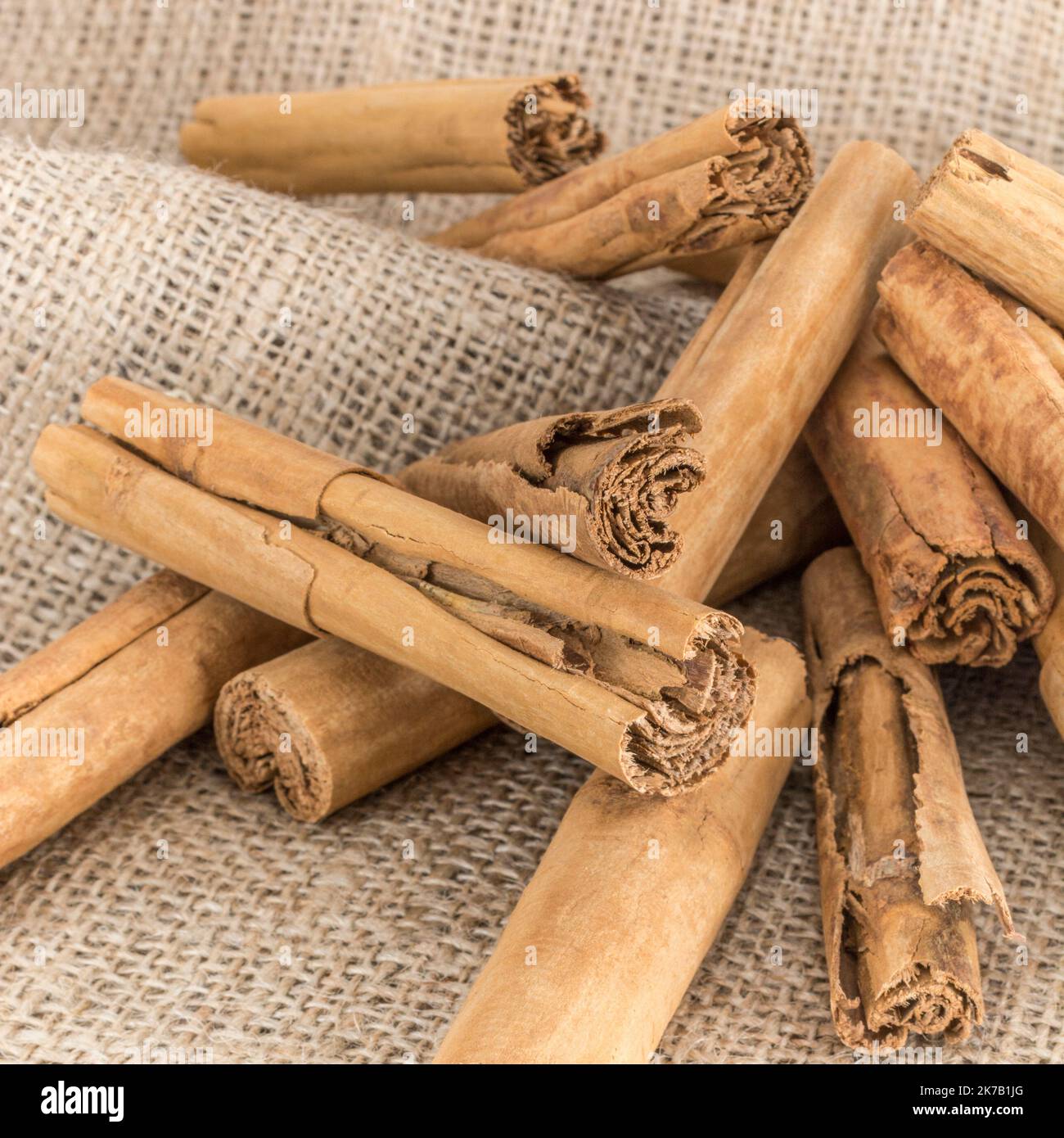 Écorce de Cinnamon / Cinnamomum verum sur sac hessien. Épice de cuisine commune également utilisé dans les remèdes à base de plantes / médecine alternative. Banque D'Images
