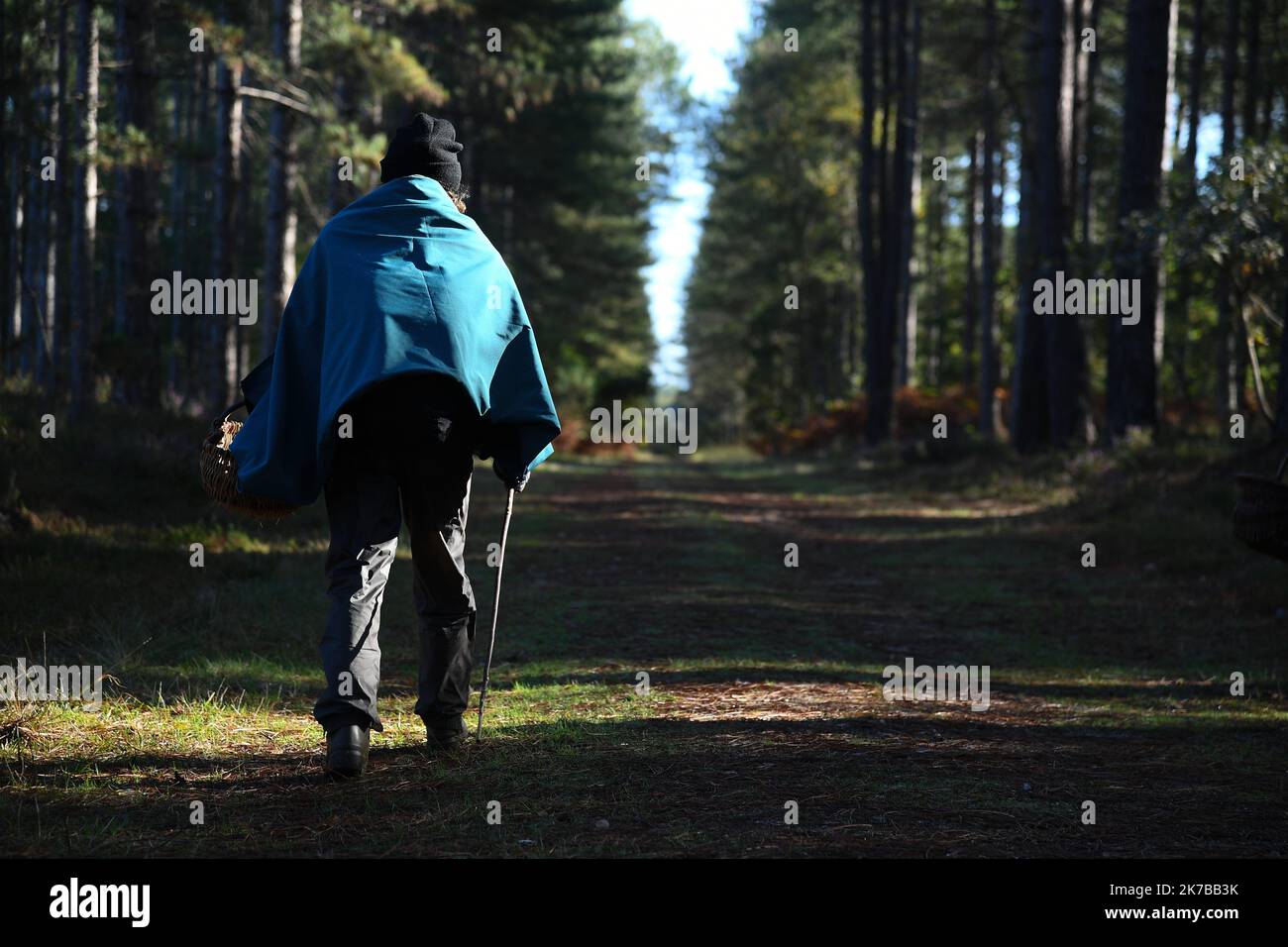 Â PHOTOPQR/LE COURRIER DE l'Ouest/Josselin clair ; ; 10/10/2020 ; Durtal ; 10/10/2020 ; Cueillette de champiognes dans la forêt de chambiers avec Remi Pean. illustration ballade, randonnee en foret - 2020/10/10. Cueillette de champignons en automne, France. Banque D'Images