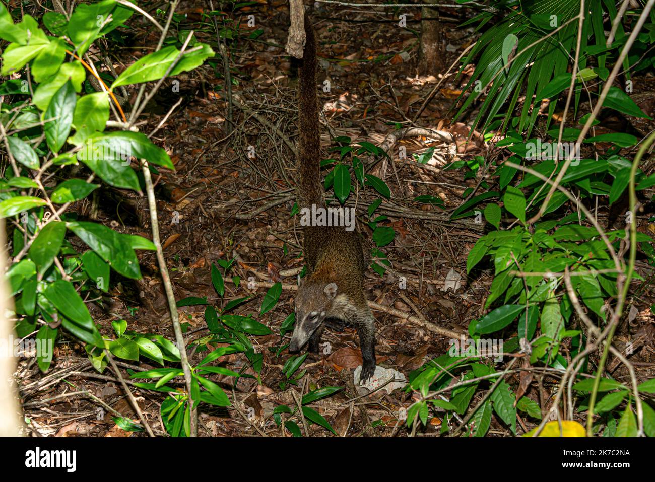 Coati dans la forêt tropicale mexicaine, Nasua nasua Banque D'Images