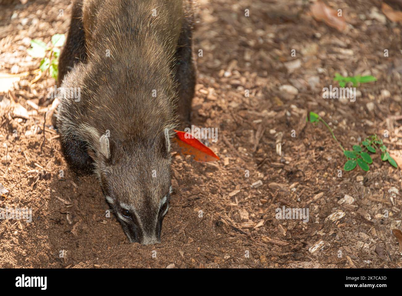 Coati dans la forêt tropicale mexicaine, Nasua nasua Banque D'Images