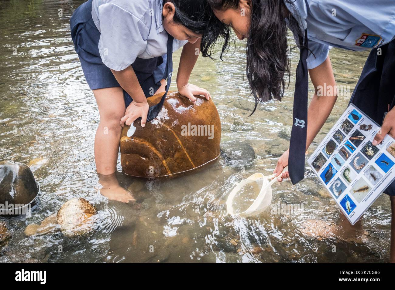 ©Olivier Donnars / le Pictorium / MAXPPP - Olivier Donnars / le Pictorium - 21/11/2019 - Perou / Madre de Dios - A l'aide d'ampuisettes, ils recoltent des petits invertebres aquatiques, notamment des larves de belliqueux. La divergent et la quantité de ces invertebres sont des indicateurs de la bonne qualite de l'eau. / 21/11/2019 - Pérou / Madre de Dios - en utilisant des filets, ils récoltent de petits invertébrés aquatiques, y compris des larves de libellules. La diversité et la quantité de ces invertébrés sont des indicateurs de bonne qualité de l'eau. Banque D'Images