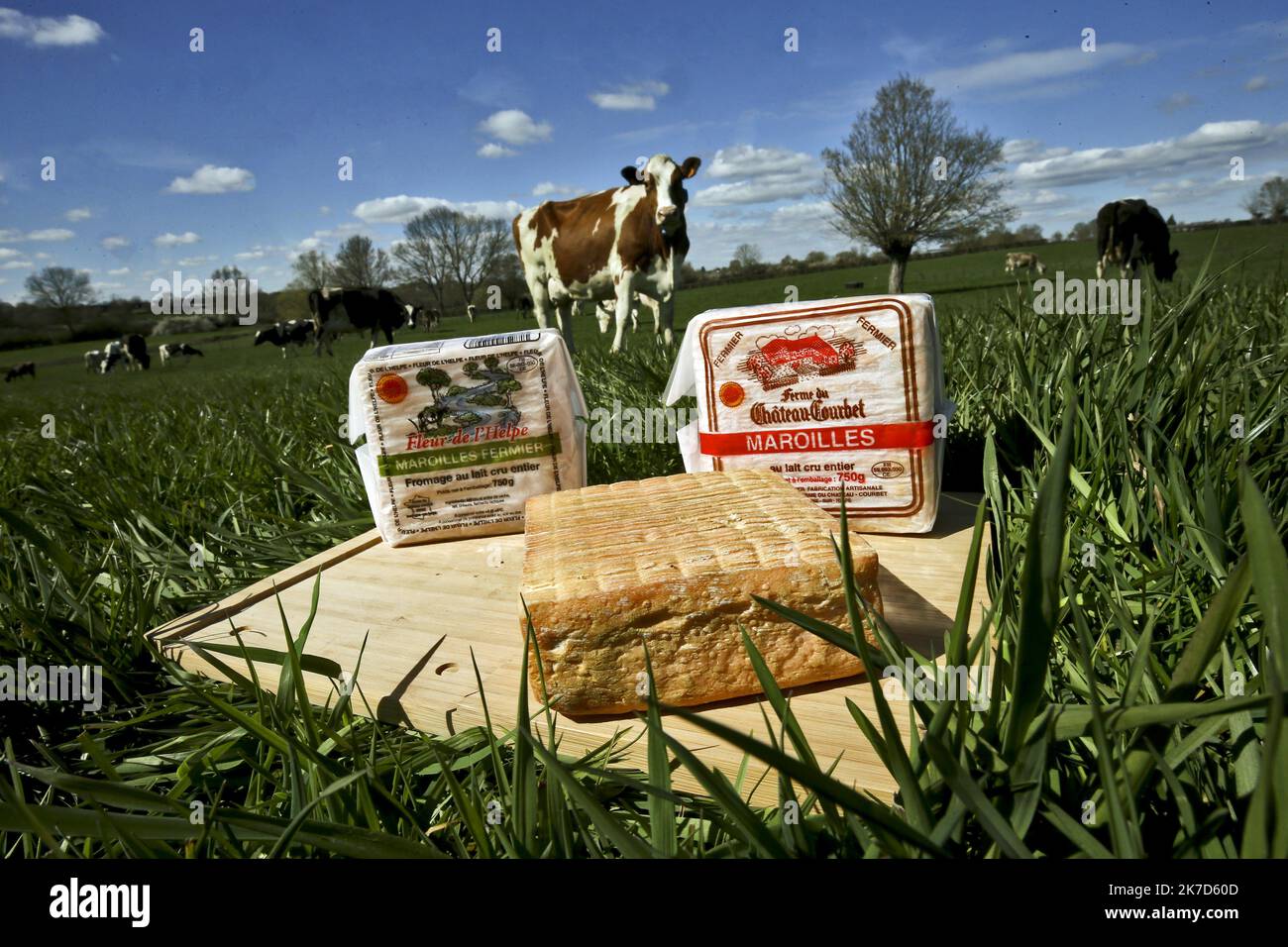 ©PHOTOPQR/VOIX DU NORD/Sami Belloumi Belloumi ; 07/04/2021 ; Bouloge sur Helpe le 9 avril 2021 : la ferme du Château Courbet où l'on fabrique des fromages maroilles. Jérôme Roseleu et son fils neveu Thibault Roseleur. PHOTO SAMI BELLOUMI LA VOIX DU NORD. - La ferme du Château Courbet où sont fabriqués les maroilles (fromage français). Banque D'Images