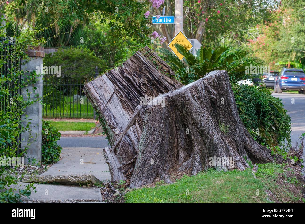 Une souche d'arbre déraciné, leva le gazon et bouclé le trottoir comme héritage de l'ouragan Ida à la Nouvelle-Orléans, LA, États-Unis Banque D'Images