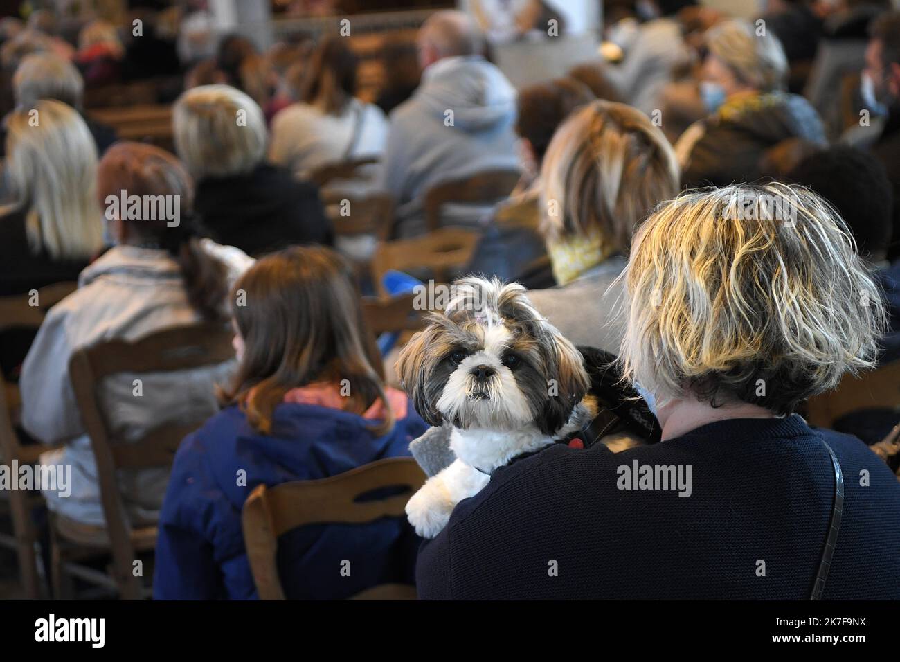 ©PHOTOPQR/VOIX DU NORD/PIERRE ROUANET ; 17/10/2021 ; 17/10/2021. Moutons, chèvres, chevaux, chevens, chats, oiseaux et autres têtes à plumes et à poils, à la messe. Une messe de prédiction des animales, calérée ce manche matin dans le cadre de la saint François d’Assise, à Escaudain, dans l’église Saint-Martin (religion, catholique, christianisme). PHOTO PIERRE ROUANET LA VOIX DU NORD - Dessez vos animaux de compagnie à la fête de Saint-Laurent François d'Assise France, Escaudain 17 octobre 2021 Banque D'Images