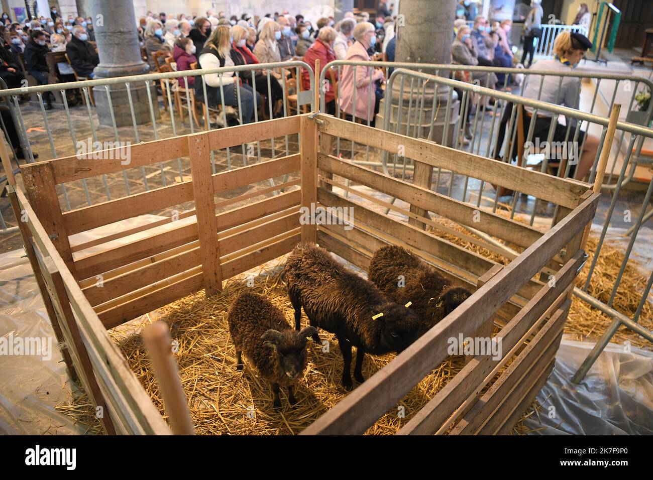 ©PHOTOPQR/VOIX DU NORD/PIERRE ROUANET ; 17/10/2021 ; 17/10/2021. Moutons, chèvres, chevaux, chevens, chats, oiseaux et autres têtes à plumes et à poils, à la messe. Une messe de prédiction des animales, calérée ce manche matin dans le cadre de la saint François d’Assise, à Escaudain, dans l’église Saint-Martin (religion, catholique, christianisme). PHOTO PIERRE ROUANET LA VOIX DU NORD - Dessez vos animaux de compagnie à la fête de Saint-Laurent François d'Assise France, Escaudain 17 octobre 2021 Banque D'Images