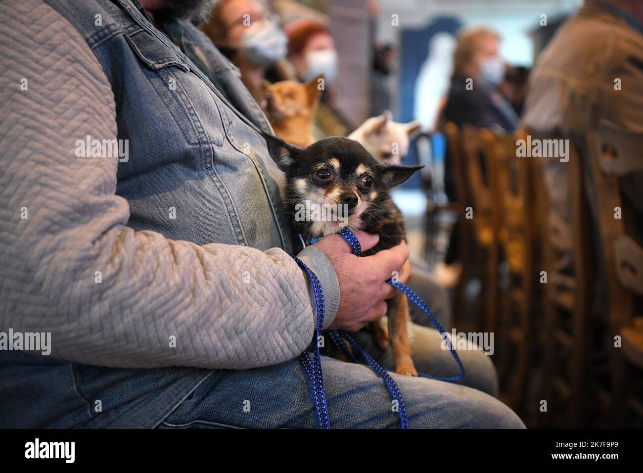 ©PHOTOPQR/VOIX DU NORD/PIERRE ROUANET ; 17/10/2021 ; 17/10/2021. Moutons, chèvres, chevaux, chevens, chats, oiseaux et autres têtes à plumes et à poils, à la messe. Une messe de prédiction des animales, calérée ce manche matin dans le cadre de la saint François d’Assise, à Escaudain, dans l’église Saint-Martin (religion, catholique, christianisme). PHOTO PIERRE ROUANET LA VOIX DU NORD - Dessez vos animaux de compagnie à la fête de Saint-Laurent François d'Assise France, Escaudain 17 octobre 2021 Banque D'Images