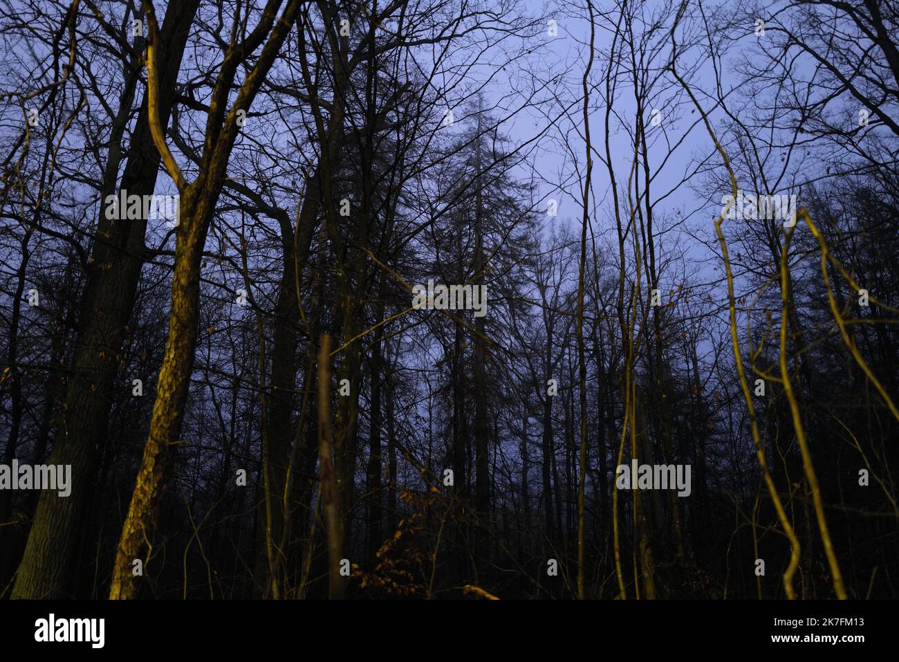 ©PHOTOPQR/VOIX DU NORD/PIERRE ROUANET ; 17/11/2021 ; 17/11/2021. Reportage sur la caisse humanitaire des migrants massés à la frontière de la Bologne-Biélorussie. Dans les bois d'Hajnowka. Les tentatures, entre zéro et deux dépôts en journée, tombent la nuit. PHOTO PIERRE ROUANET LA VOIX DU NORD - frontière Biélorussie-Pologne : la crise des migrants Banque D'Images