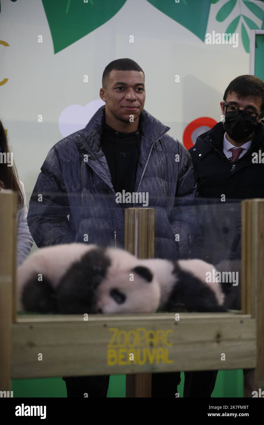 ©PHOTOPQR/LA NOUVELLE RÉPUBLIQUE/Jerome Dutac BEAUVAL 18/11/2021 CÉRÉMONIE DE BAPTEME DES BEBES ne cet ETE la championne olympique chinoise ZhangJiaqi et Kylian Mbappé, la marraine et la pluie des deux bébés pandas du zoo de Beauval. ZooParc de Beauval, France, nov 18th 2021 panda jumeau de -Huan-Huan, la femelle Panda prêtée par la Chine au zoo de Beauval, cérémonie de baptême. Le champion olympique chinois ZhangJiaqi et le champion français de football Kylian Mbappé sont la marraine et le parrain des deux pandas Banque D'Images