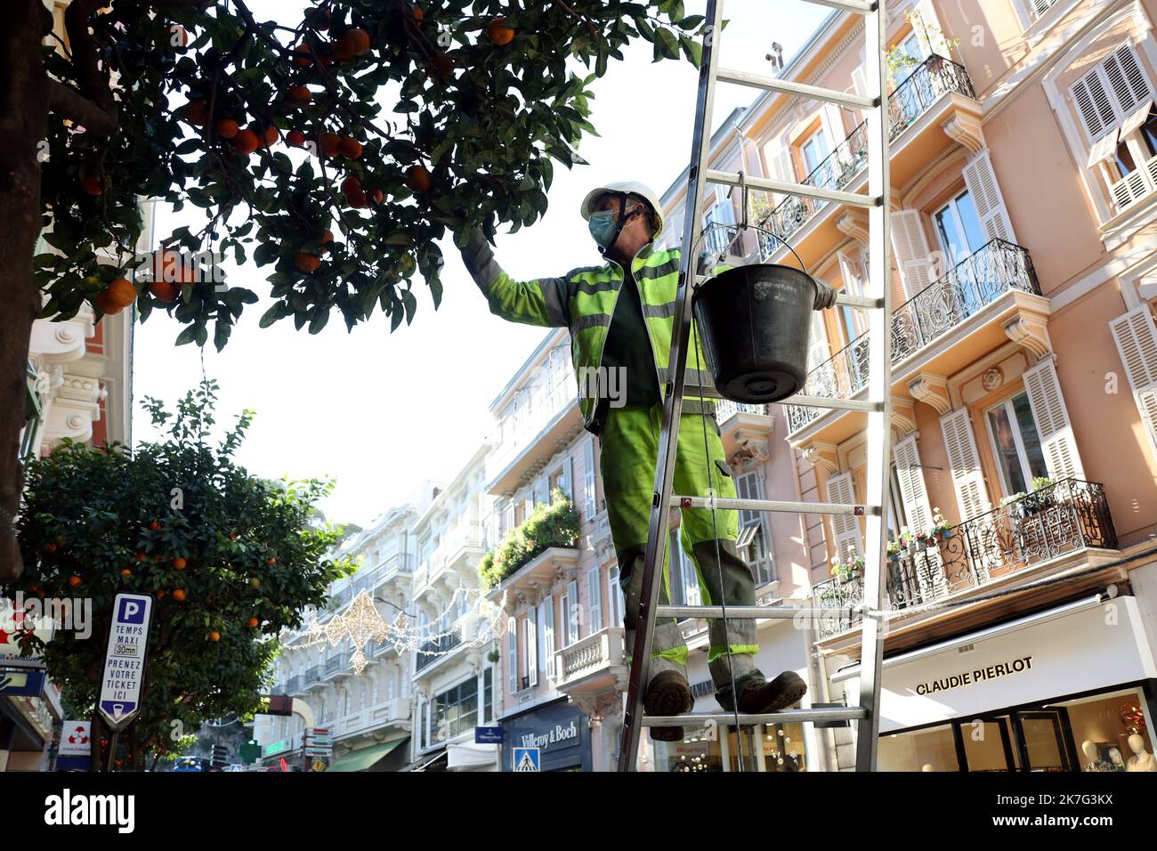 ©PHOTOPQR/NICE MATIN/Jean François Ottonello ; Monaco ; 13/01/2022 ; rencontre des bigaradiers dans les rues de la principauté Monaco, jan 13th 2022. récolte d'orangers aigre dans les rues de la principauté Banque D'Images