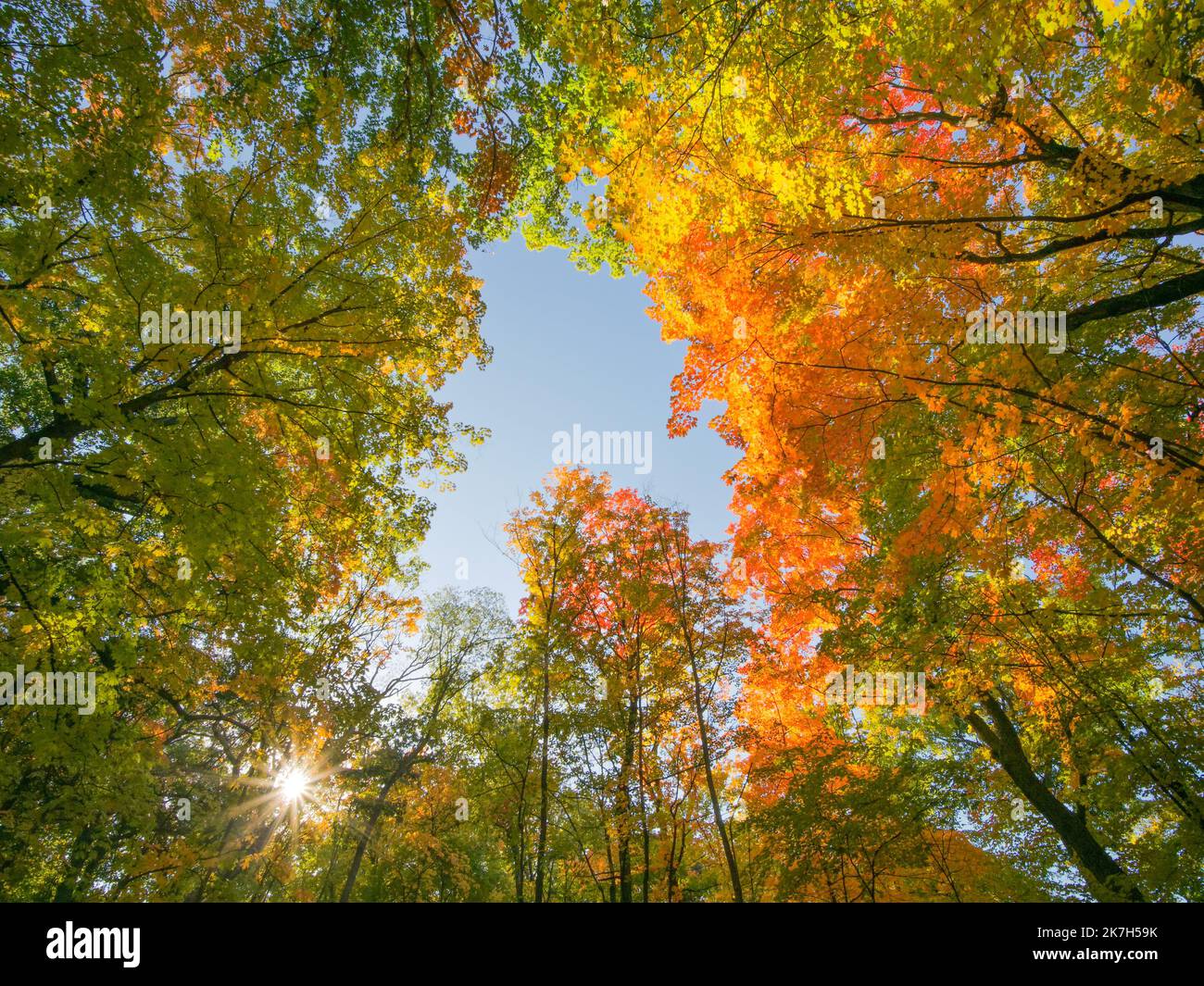 Une forêt à feuilles caduques, principalement des érables en automne avec une sunstar. Banque D'Images