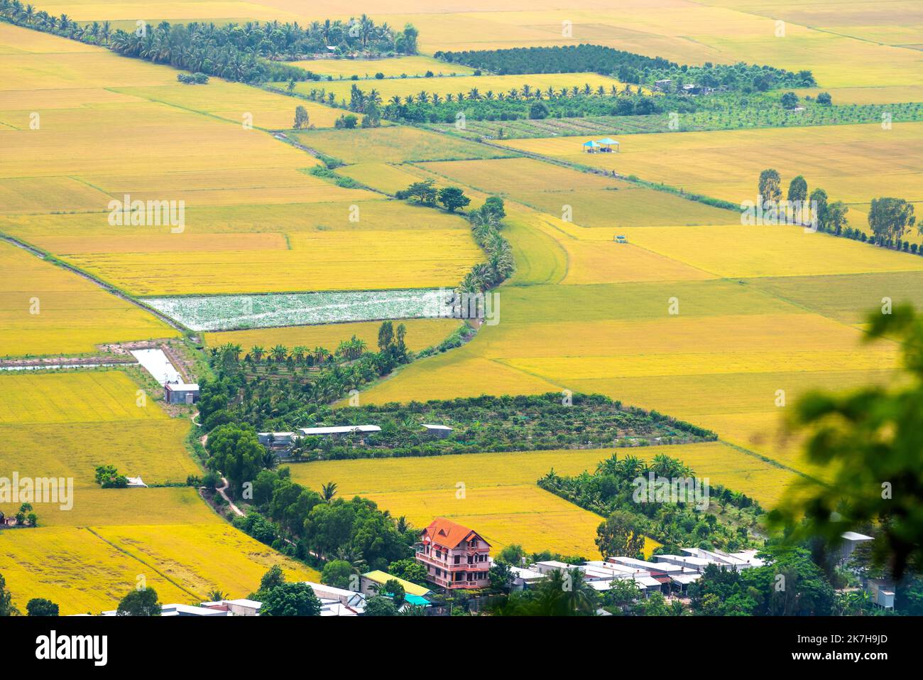 Vue aérienne rizières mûres à midi, soleil doré dans la campagne du delta du Mékong, Vietnam Banque D'Images