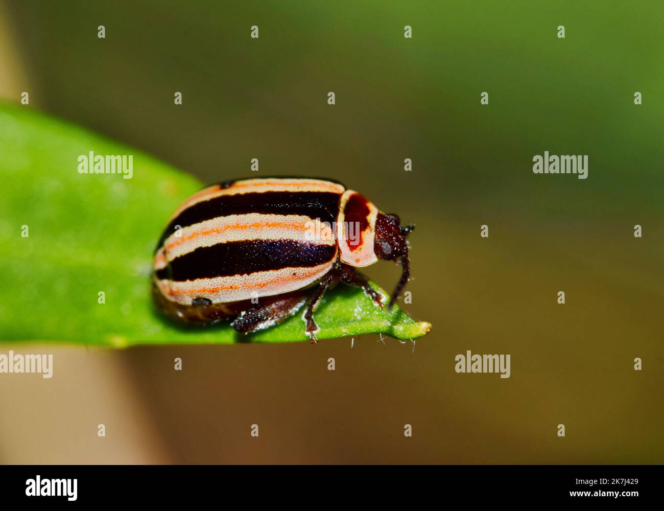 Le genre de coléoptères des puces de Kuschelina sur une feuille à Houston, au Texas. L'espèce se trouve aux États-Unis. Macro de niveau oculaire avec espace de copie. Banque D'Images