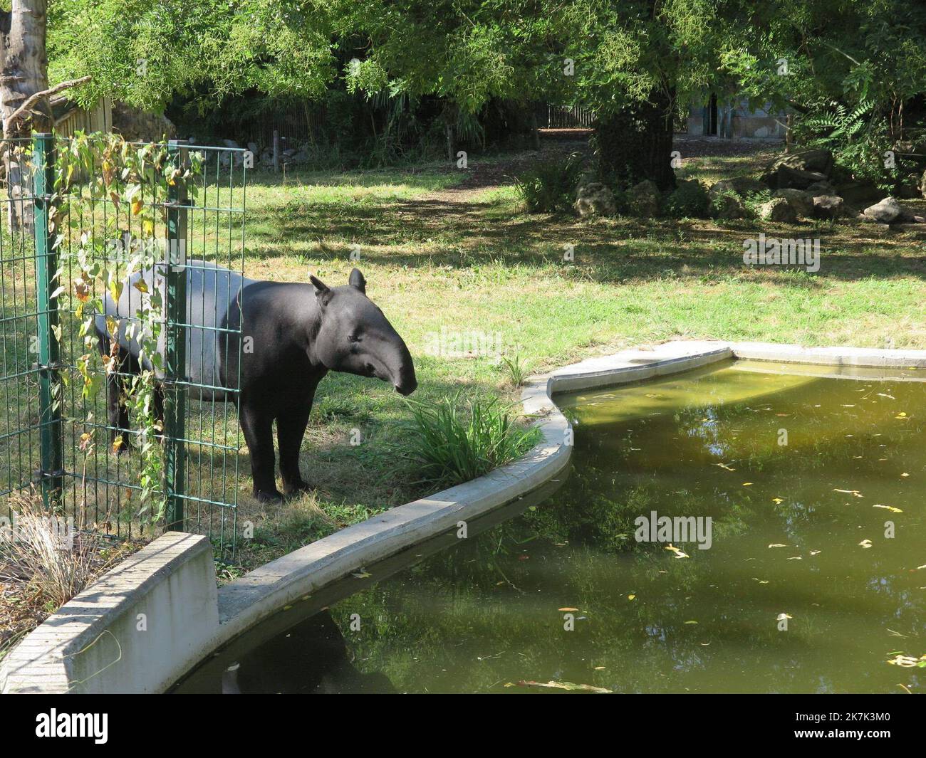 ©PHOTOPQR/LE PARISIEN/Christine Henry ; Paris ; 18/08/2022 ; le zoo du jardin des plantes est aux petits soins avec ses anime. Pendentif les forts chaleurs, le tapir Maltais se baigne plusieurs fois par jour pour se fraîchir Paris, France, août 18th 2022 le zoo du jardin botanique est très accueillant avec ses animaux. Par temps chaud, le tapir maltais se baigne plusieurs fois par jour pour se rafraîchir. Banque D'Images