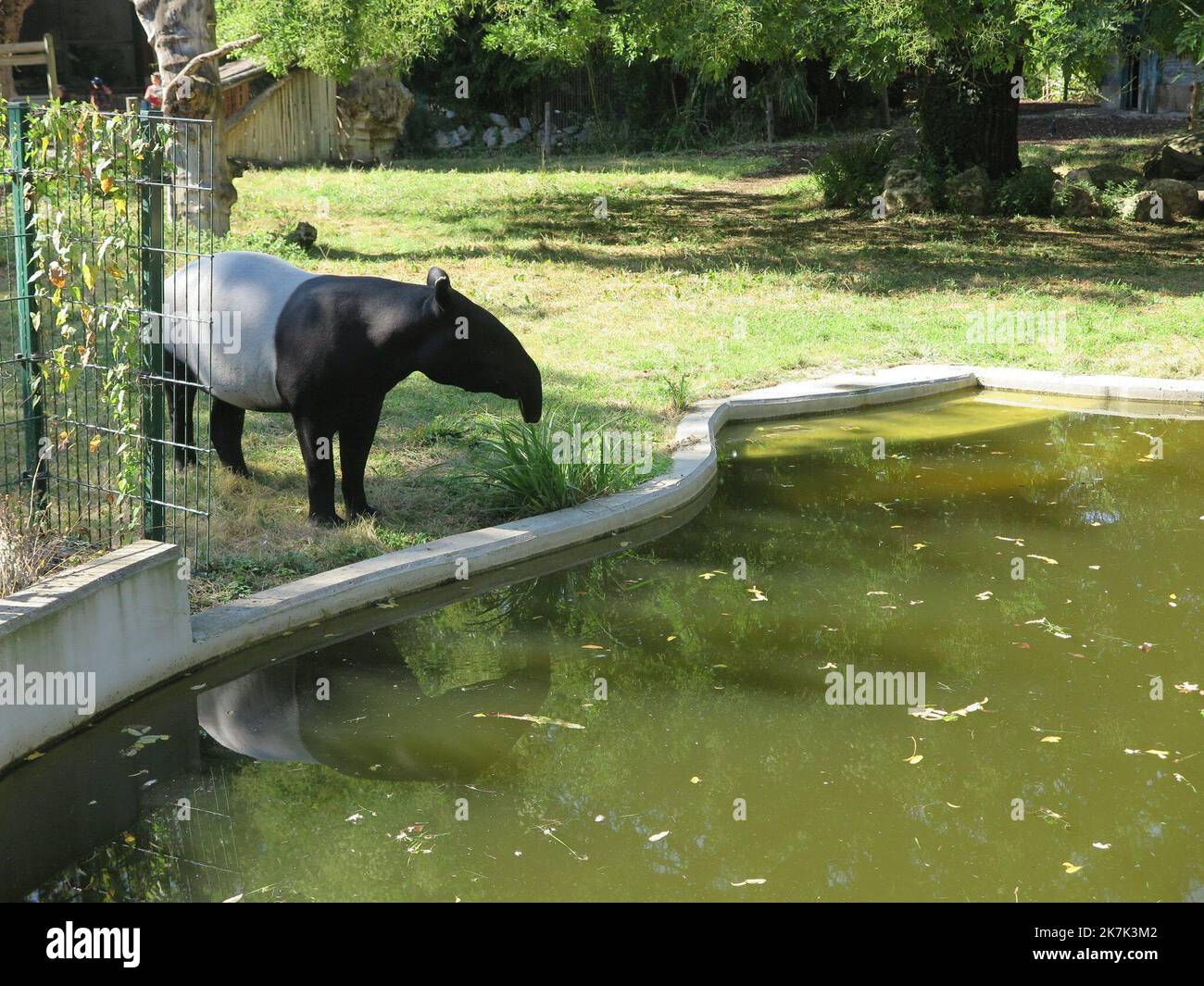©PHOTOPQR/LE PARISIEN/Christine Henry ; Paris ; 18/08/2022 ; le zoo du jardin des plantes est aux petits soins avec ses anime. Pendentif les forts chaleurs, le tapir Maltais se baigne plusieurs fois par jour pour se fraîchir Paris, France, août 18th 2022 le zoo du jardin botanique est très accueillant avec ses animaux. Par temps chaud, le tapir maltais se baigne plusieurs fois par jour pour se rafraîchir. Banque D'Images