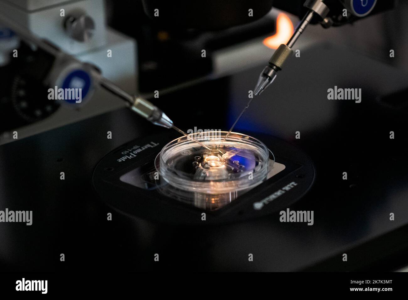 ©PHOTOPQR/VOIX DU NORD/JULIE SEBADELHA ; 23/08/2022 ; Bruxelles - 23/08/2022 - SANTE - DROITS - LGBTQ+ - PMA - FEMME - FIV (fécondation in vitro) par micro-injection (ICSI) dans un fiv de la clinique de la Bruxelles a laboratorie. PHOTO JULIE SEBADELHA / LA VOIX DU NORD - Bruxelles, Belgique, août 23rd 2022 Laboratoire de FIV à la clinique de fertilité de l'hôpital Erasmus à Bruxelles. Banque D'Images