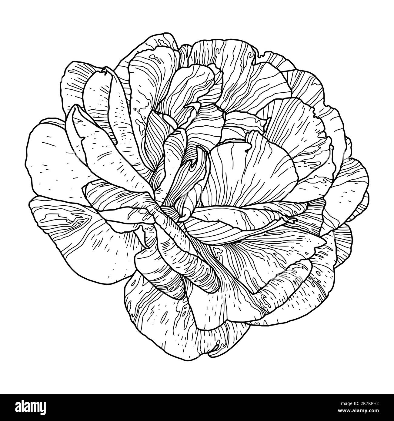 Dessin de ligne noire de fleur de rose isolée sur blanc. Esquisse dessinée à la main, illustration vectorielle. Élément décoratif pour carte de vœux, invitation de mariage, autres produits imprimés. Illustration de Vecteur