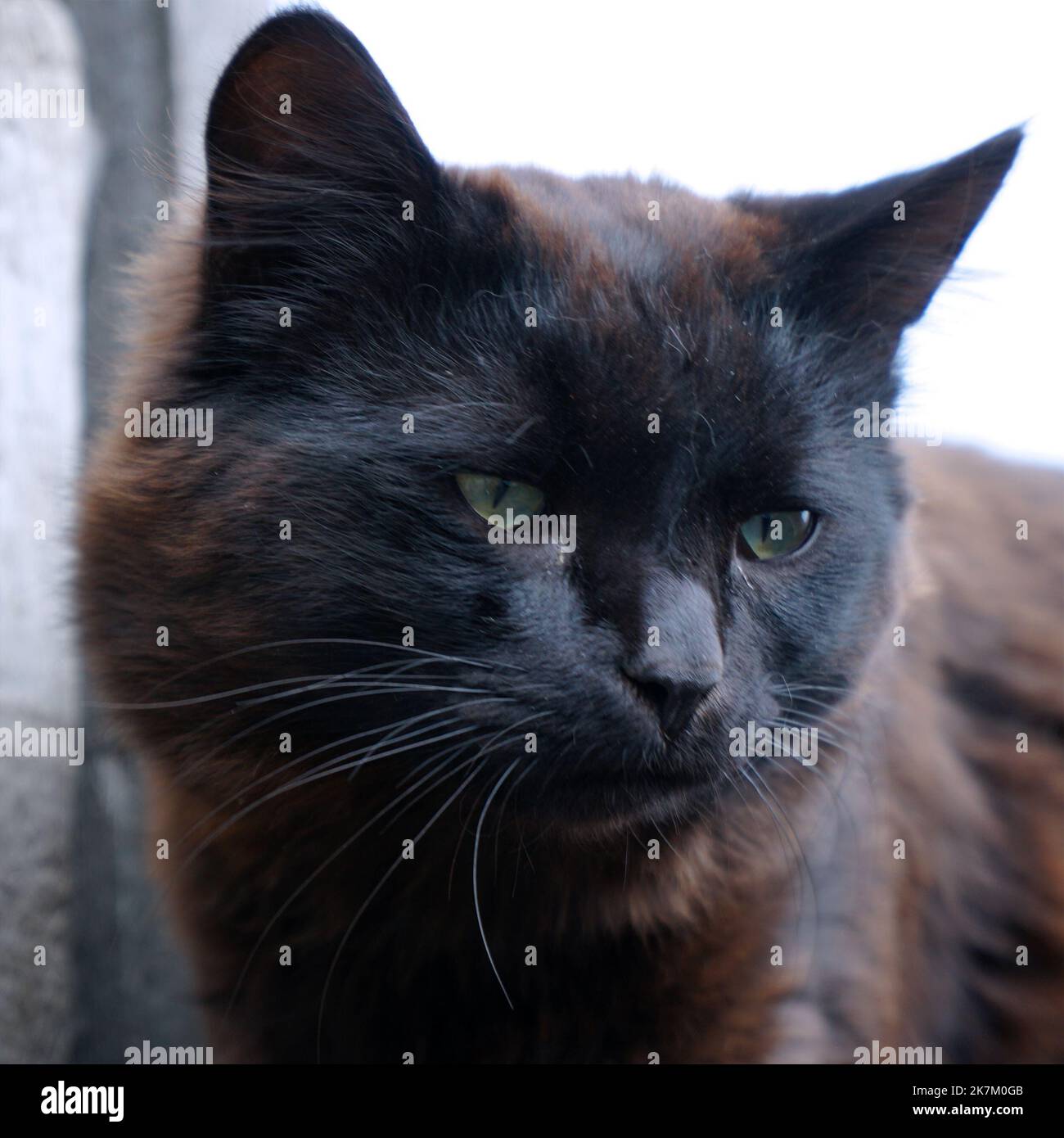 Portrait d'un chat noir errant Banque D'Images