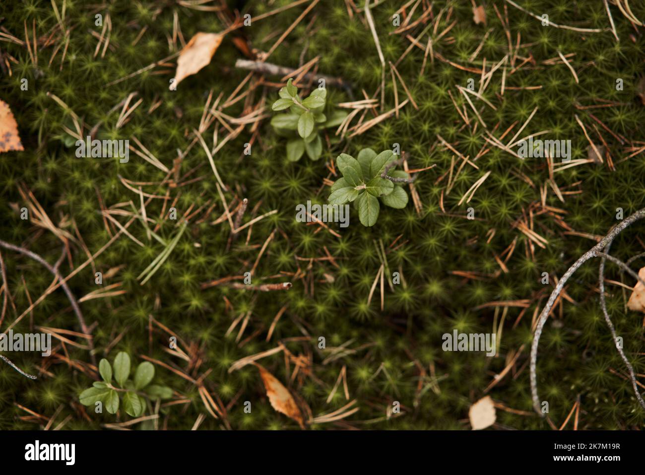 Mousse parsemée d'aiguilles écrasées et de feuilles mortes. Saison d'automne Banque D'Images