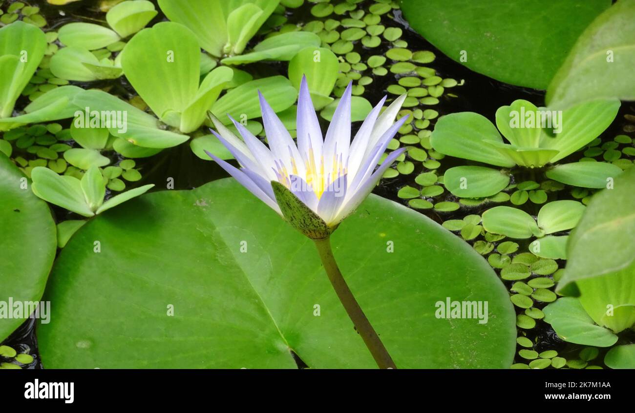 Nymphaea nouchali var caerulea ou lotus bleu en fleur Banque D'Images