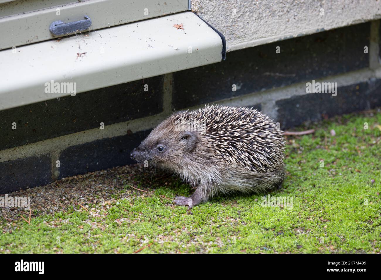 European Hedgehog (erinaceus europaeus) Young Norfolk UK GB octobre 2022 Banque D'Images