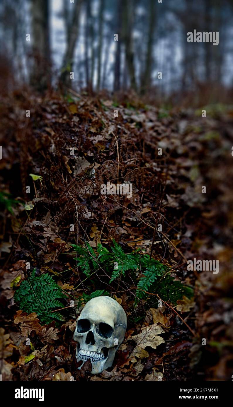 Crâne humain (réplique) dans les bois parmi les feuilles tombées, livre style couverture, grand pour le mystère thriller. Banque D'Images