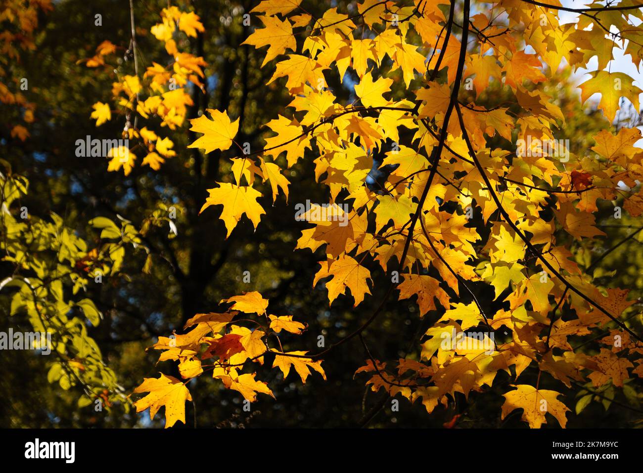 Feuilles d'érable d'automne dorées au soleil Banque D'Images