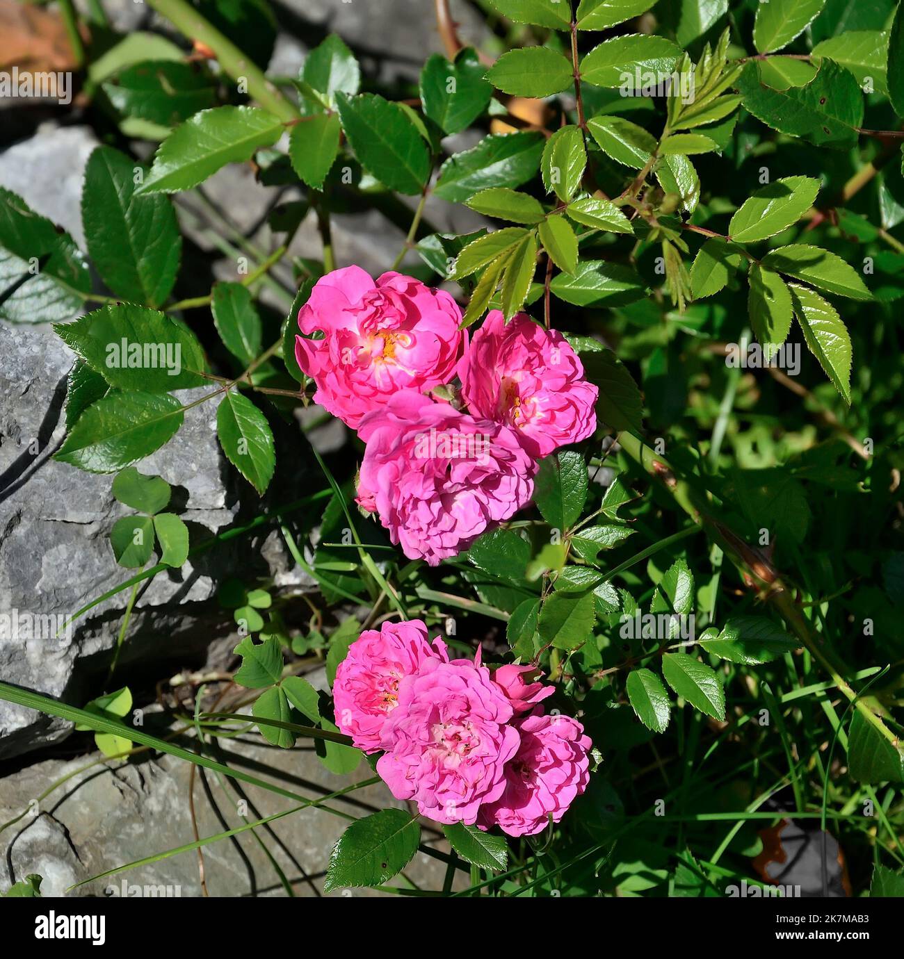 Belles petites fleurs roses de rosier couvert de terre dans le jardin entre les pierres. Roses roses parfumées avec des feuilles en glissement alpin. Design paysage con Banque D'Images
