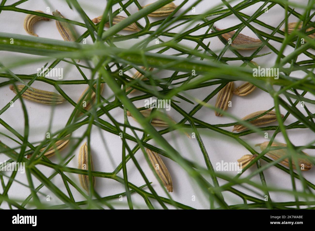 graines de fenouil sous les feuilles de la plante Banque D'Images