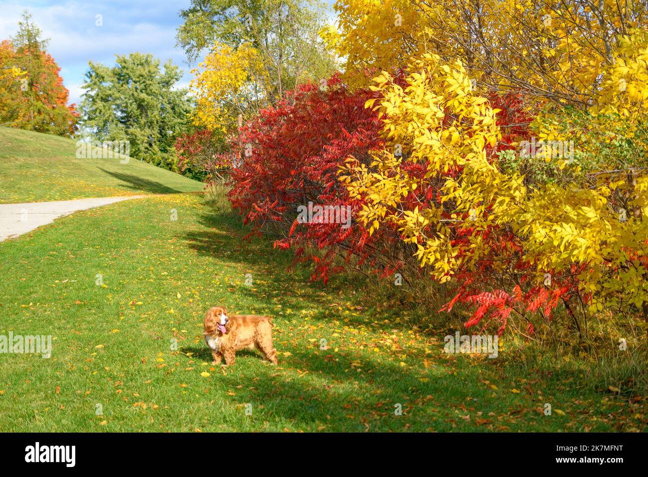 Couleurs d'automne dans un parc public de Toronto. Terraview Park en automne Banque D'Images