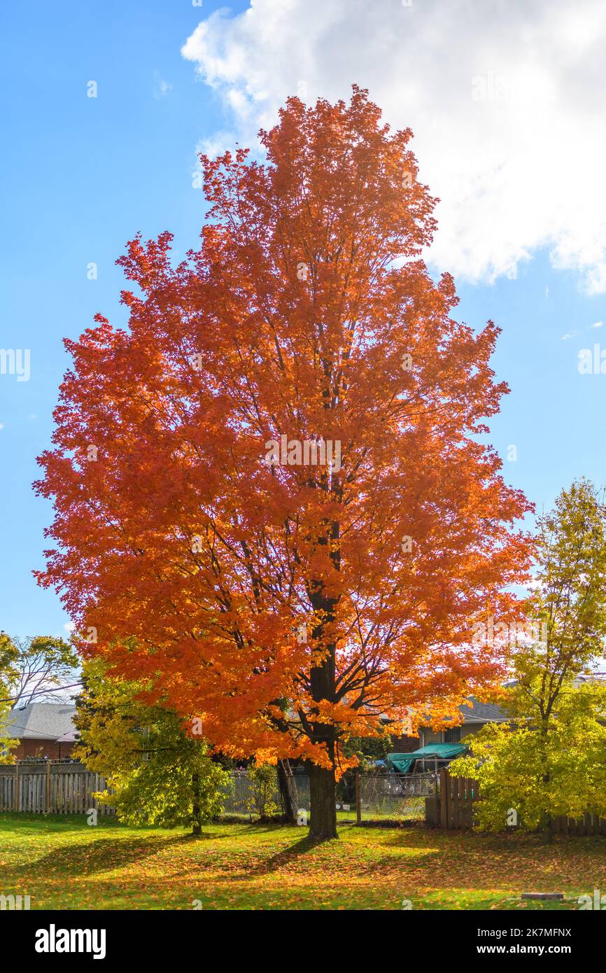 Couleurs d'automne dans un parc public de Toronto. Terraview Park en automne Banque D'Images