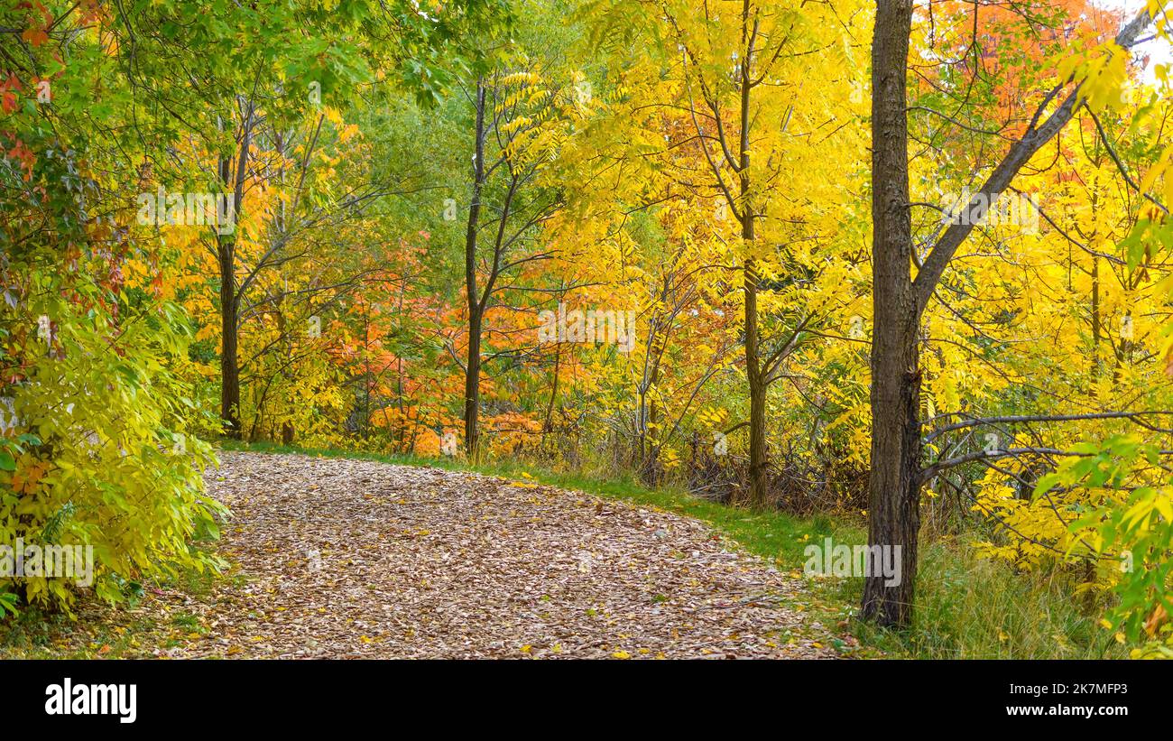 Couleurs d'automne dans un parc public de Toronto. Terraview Park en automne Banque D'Images