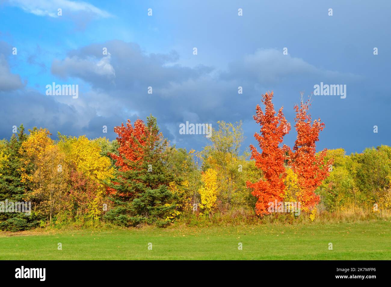 Couleurs d'automne dans un parc public de Toronto. Terraview Park en automne Banque D'Images