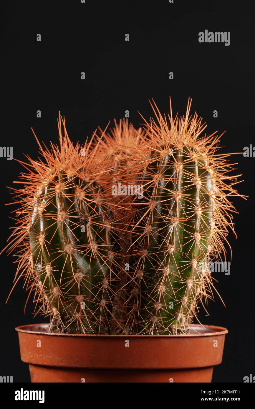 Cactus décoratif avec aiguilles orange sur fond noir. Banque D'Images