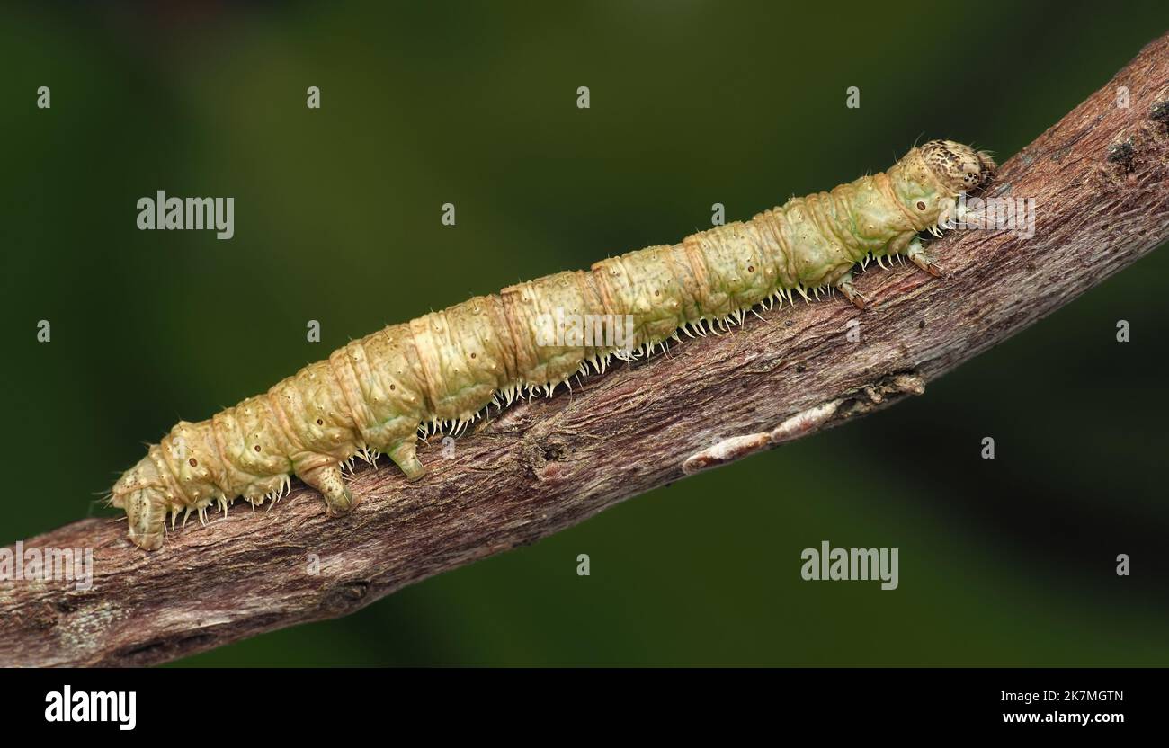 Chenille de lémoth émeraude légère (Campaea margaritata) reposant sur la branche. Tipperary, Irlande Banque D'Images