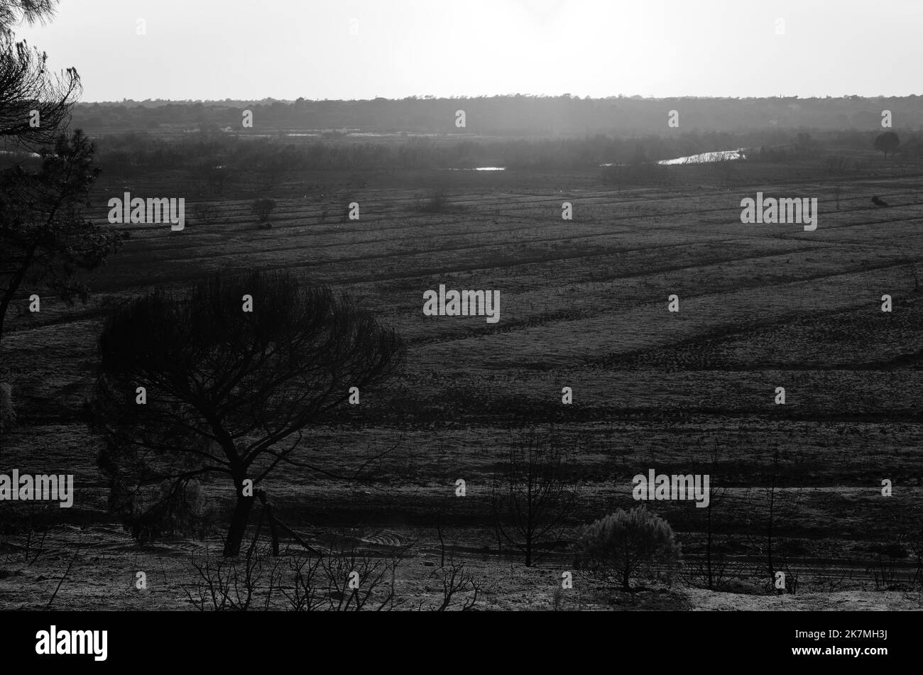 Après le feu de forêt de juillet 2022 à Ludo, réserve naturelle de Ria Formosa. Un incendie qui s'est propagé à Quinta do Lago l'affectant sévèrement. Algarve, Portugal Banque D'Images
