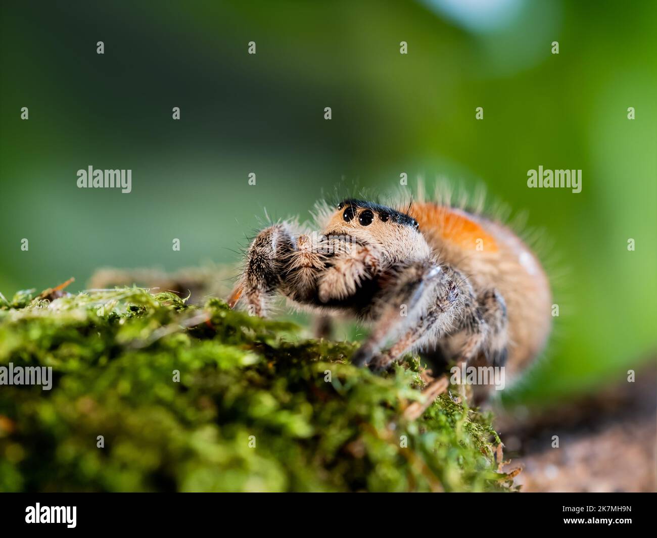 Gros plan de l'araignée Tarantula. Grande chevelure Arachnida sur mousse verte. Banque D'Images