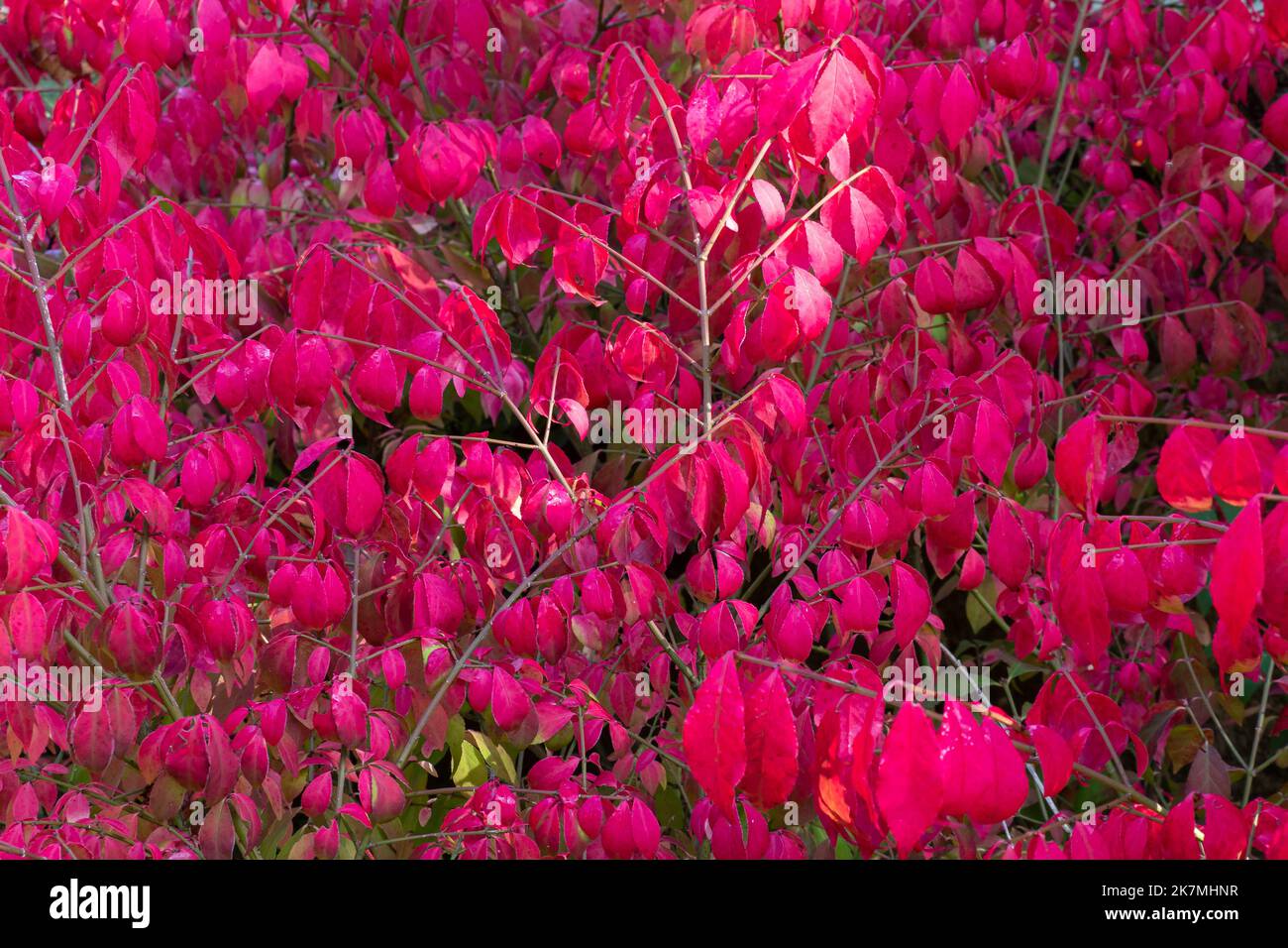 Feuilles d'automne rouge vif de l'arbuste ornemental Euonymus alatus Compactus Banque D'Images