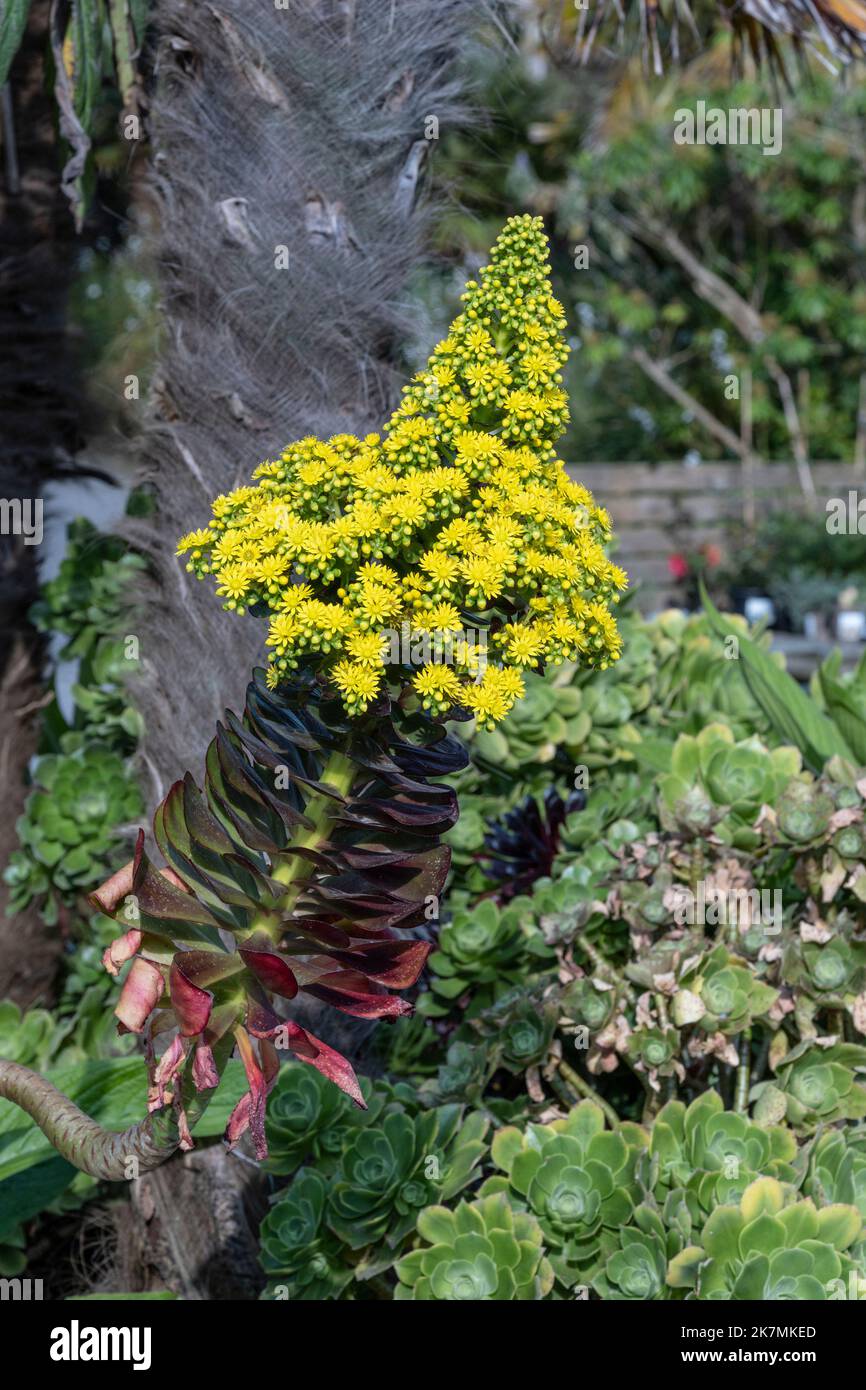 Aeonium arboreum poussant dans un jardin de Cornwall au Royaume-Uni. Banque D'Images