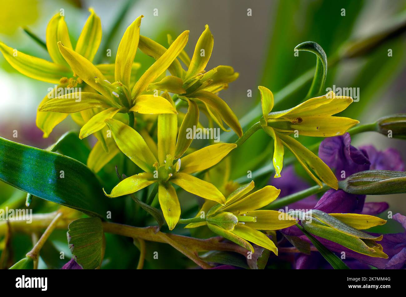 Fleurs jaunes.Macro.Europe.Kharkiv région. Ukraine. Banque D'Images