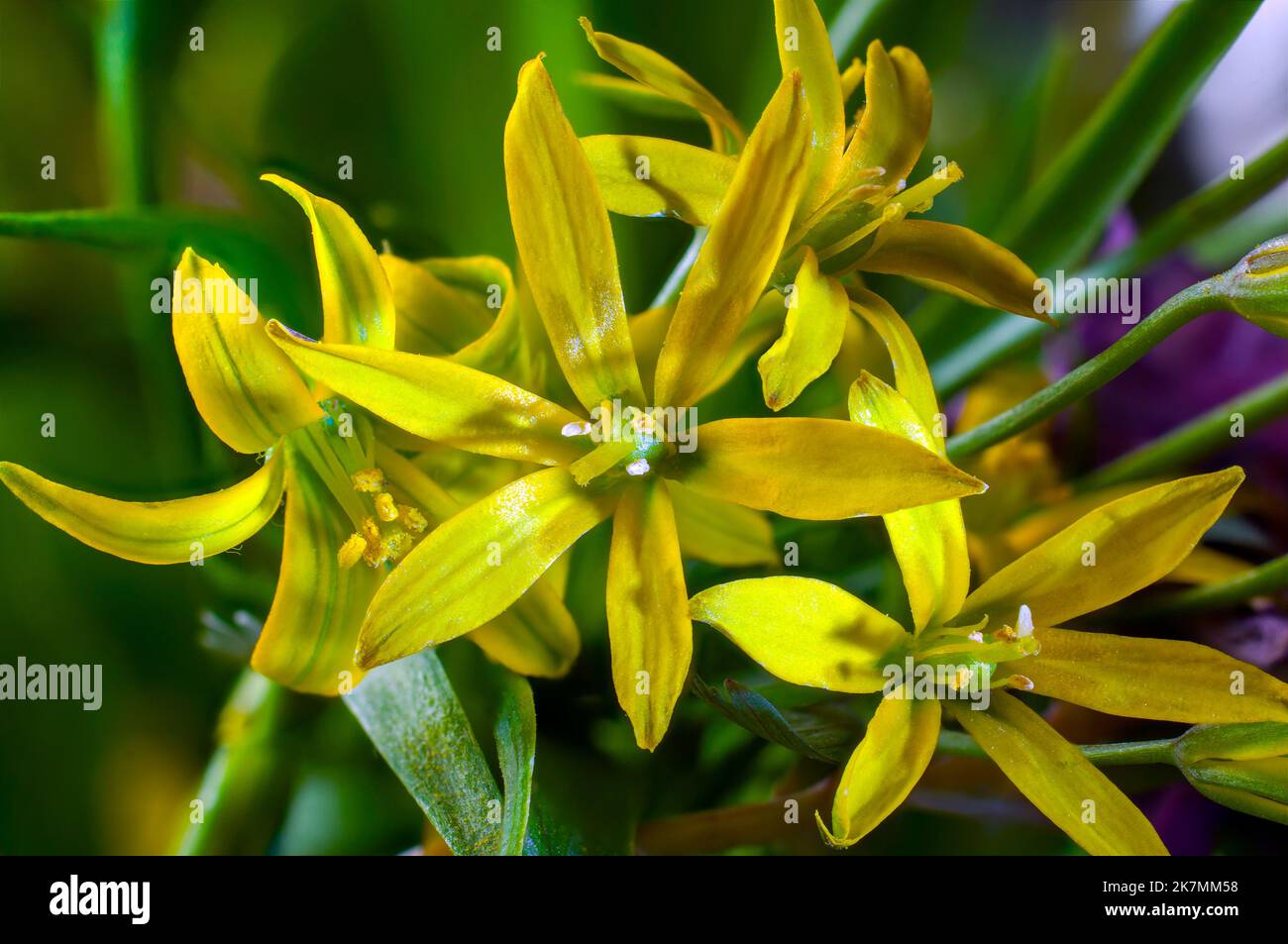 Fleurs jaunes.Macro.Europe.Kharkiv région. Ukraine. Banque D'Images