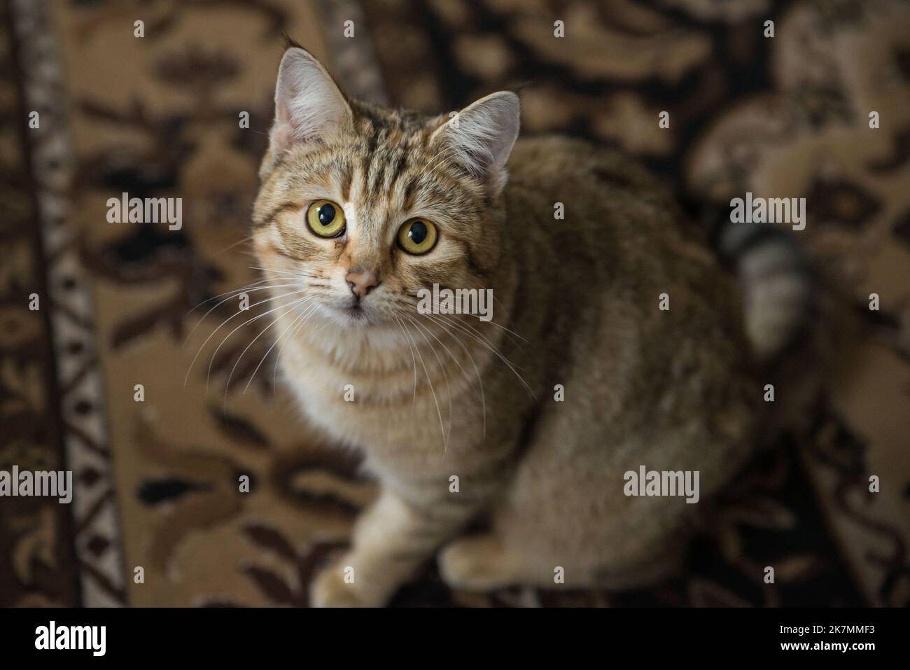 Beau chat de shorthair européen rayé se trouve le chat de shorthair européen. Portrait Smart Cat multicolore Banque D'Images