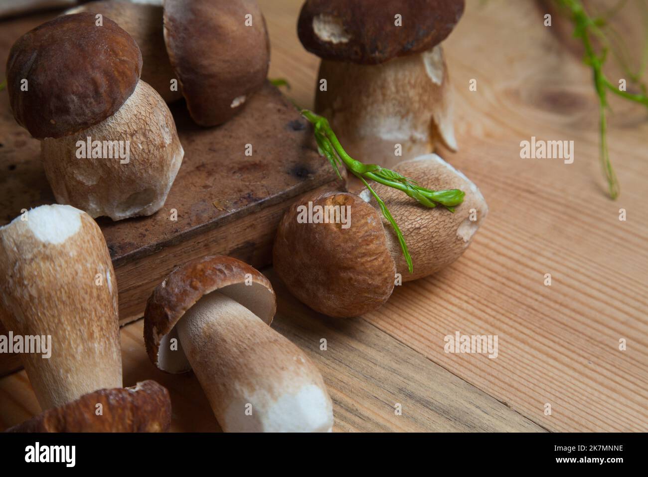 Culture de champignons comestibles de la forêt. Accent sélectif sur les
