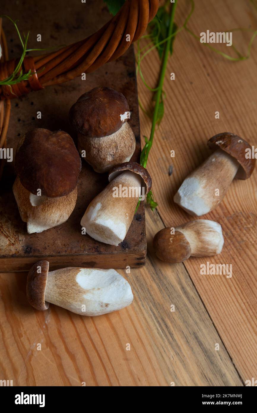Culture de champignons comestibles de la forêt. Accent sélectif sur les