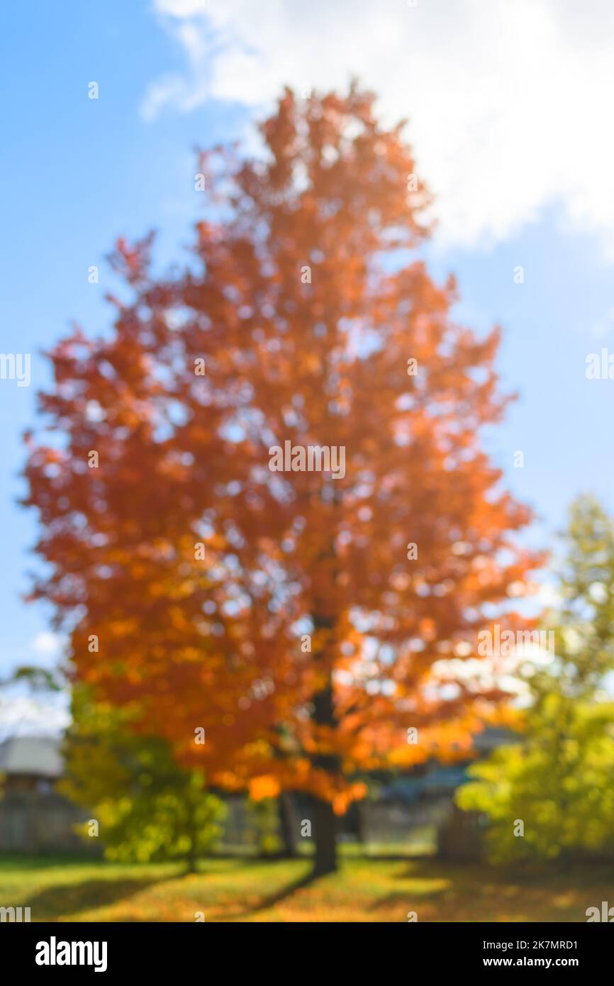 Arbre, couleurs d'automne ou d'automne défocased dans les feuilles d'arbre. Arrière-plan saisonnier ou élément de conception Banque D'Images